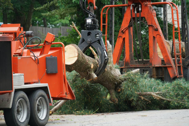 Dulles Town Center, VA Tree Service Company